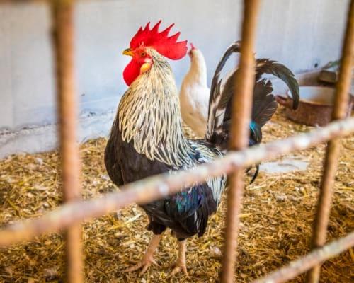 Unterwoehrlehen Διαμέρισμα Faistenau Εξωτερικό φωτογραφία