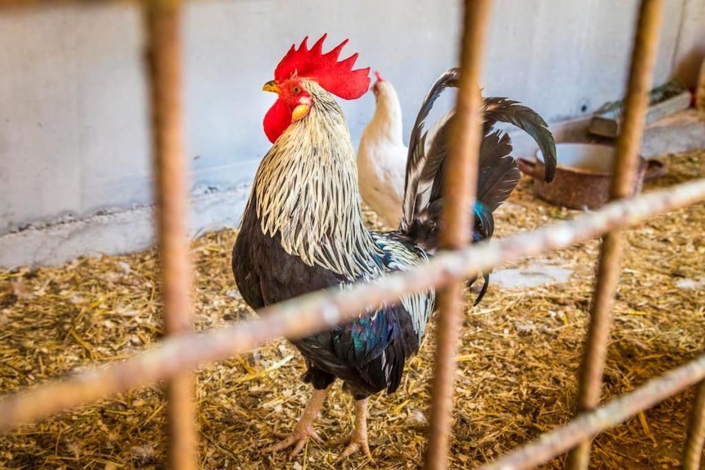 Unterwoehrlehen Διαμέρισμα Faistenau Εξωτερικό φωτογραφία
